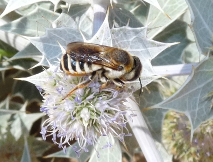 Megachile sp.